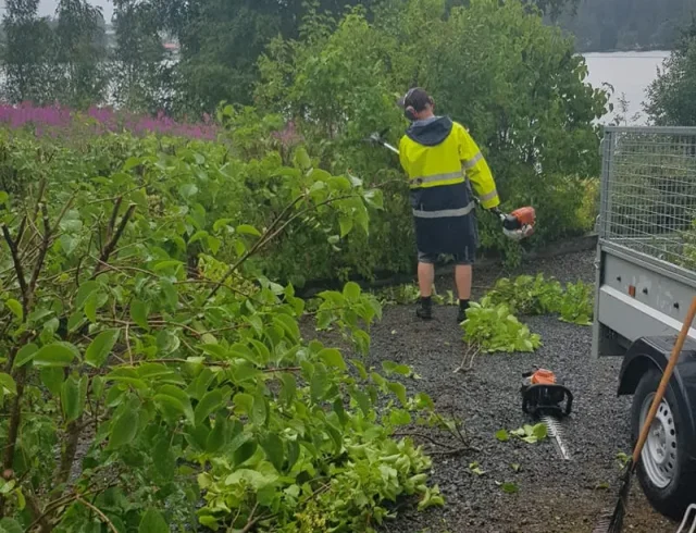 Bilden visar en person som utför trädgårdsarbete. Personen är klädd i en gul reflexjacka och svarta shorts, och bär på en bärbar lövblåsare. De står på en grusgång bredvid en släpvagn och framför några gröna buskar och träd. Det finns en kratta och en lövblåsare på marken nära personen, vilket tyder på att de har varit involverade i att rensa området. I bakgrunden kan man se ett vattenlandskap, förmodligen en sjö, med träd och några högre växter med lila blommor som ger en naturskön vy. Det verkar vara en mulen dag, vilket antyder att det kanske har regnat eller kommer att regna.